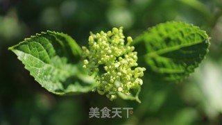 肉片炒荷兰豆的做法步骤：7