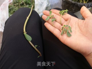 马齿苋咸卷的做法步骤：6