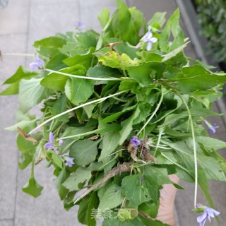 鸡蛋炒紫花地丁的做法步骤：2