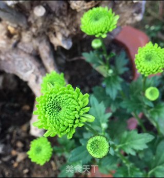 莲子心翠菊茶的做法步骤：1