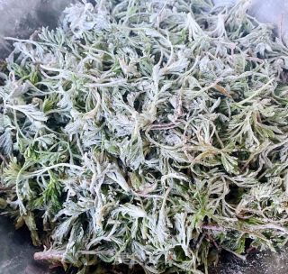 粉蒸白蒿的做法步骤：7