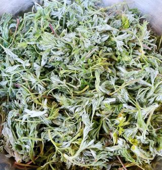 粉蒸白蒿的做法步骤：3