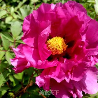 三色牡丹花瓣炒鸡蛋的做法步骤：3