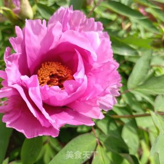 三色牡丹花瓣炒鸡蛋的做法步骤：2