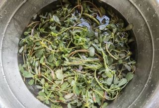 红葱油拌马齿苋的做法步骤：2