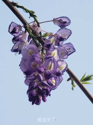 紫藤花蒸菜的做法步骤：1