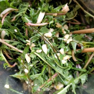花生拌蒲公英的做法步骤：9