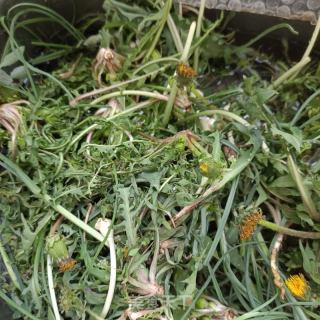 花生拌蒲公英的做法步骤：1