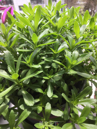 凉拌养心菜的做法步骤：1
