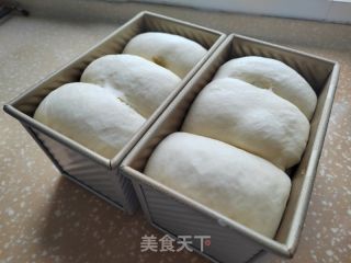 波兰种淡奶油吐司的做法步骤：12
