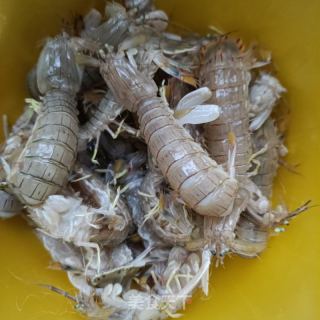 香辣皮皮虾的做法步骤：2