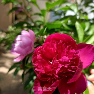 芍药花炒蛋的做法步骤：1