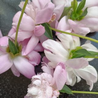 番茄汆芍药花肉丸的做法步骤：1