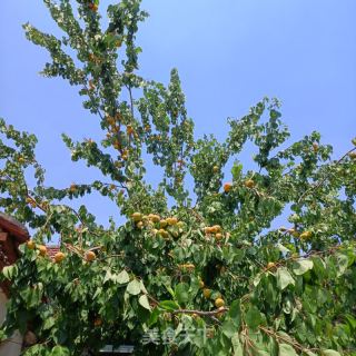 糖水杏罐头的做法步骤：1