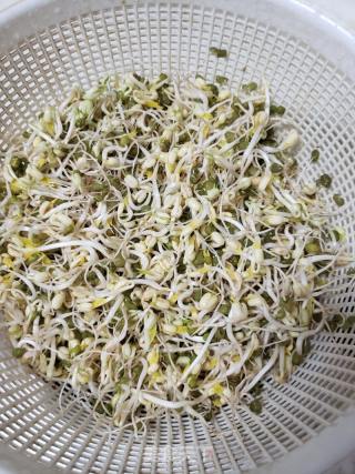 香葱炒绿豆芽的做法步骤：2