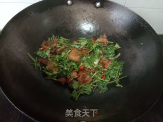 香菜炒回锅肉的做法步骤：6
