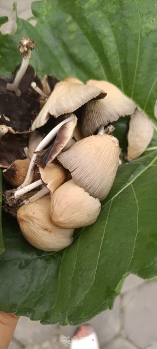 柳树菇鸽子汤的做法步骤：1