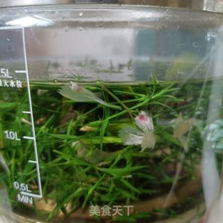 石竹茶的做法步骤：4