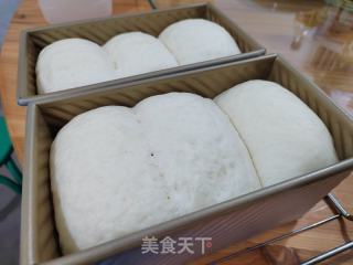 波兰种低糖原味吐司的做法步骤：13