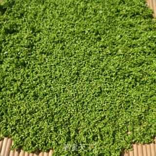 炒槐米茶的做法步骤：6