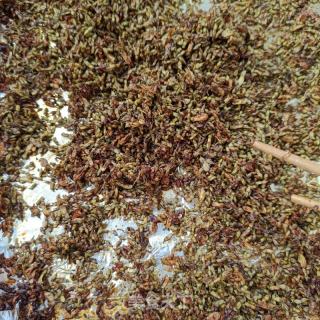 红糖槐花茶的做法步骤：10