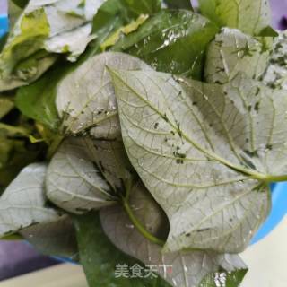 蒜蓉油渣红薯叶的做法步骤：1