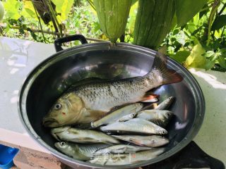 麻辣香酥鲫鱼的做法步骤：2