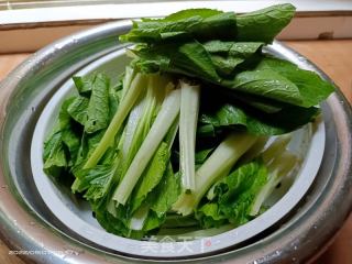 炒海白菜的做法步骤：1