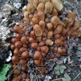 小鸡枞菌青菜虾皮面的做法步骤：1