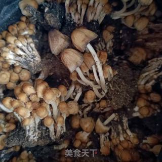 小鸡枞菌龙骨汤的做法步骤：9