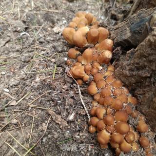 肉片塔菜炒小鸡枞菌的做法步骤：1
