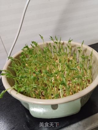 爆香豌豆苗(自己培育的豌豆苗)的做法步骤：2