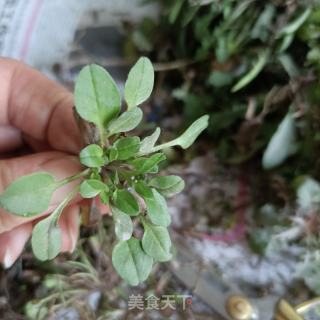 苦碟子小豆沫的做法步骤：3
