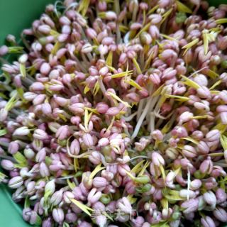 绿豆芽炖鲫鱼的做法步骤：10