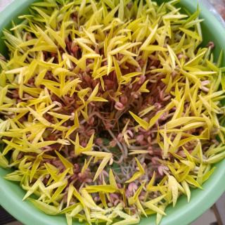 韭菜鸡蛋炒豆芽的做法步骤：2