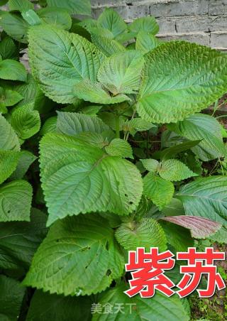 蒸紫苏叶的做法步骤：1