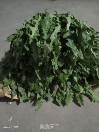 自制蒲公英茶的做法步骤：2
