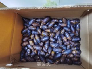 盐水卤蚕蛹的做法步骤：1