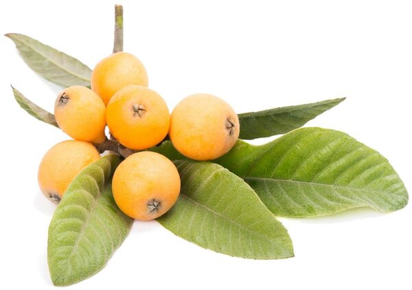 雪梨枇杷膏小孩子可以吃吗