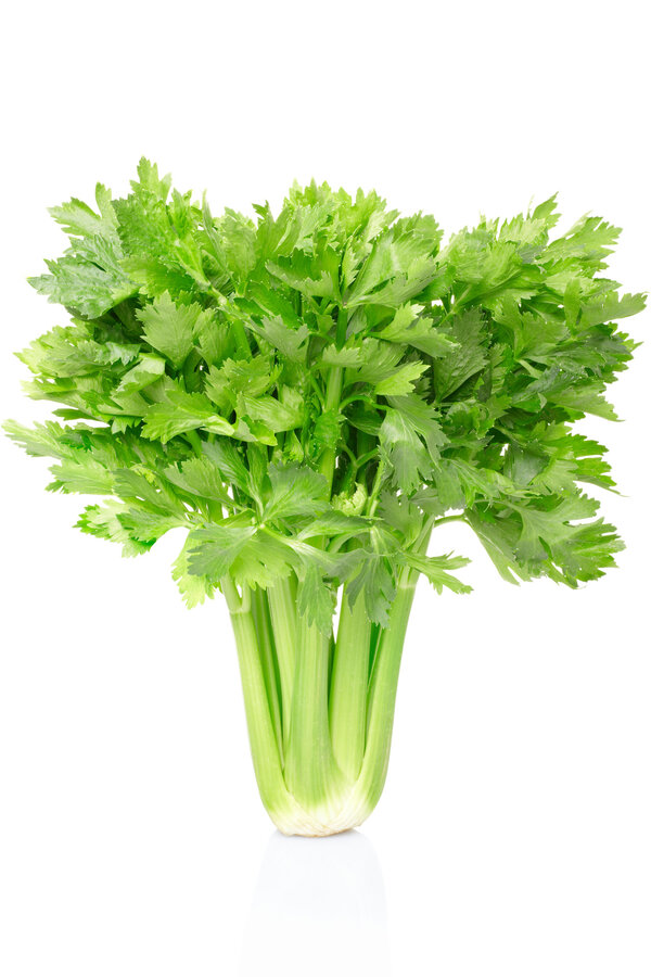 芥菜上火吗