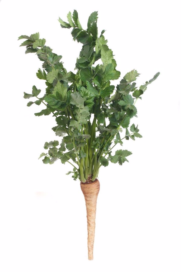 脸上有痘痘可以吃香菜吗
