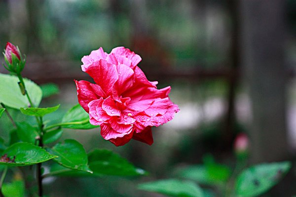 儿童可以喝花茶吗