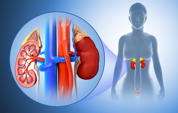 尿路感染多喝水会好吗