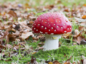 深圳现疑似野生蘑菇中毒事件