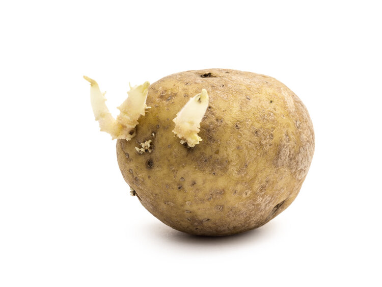 姜蒜发芽能吃吗？