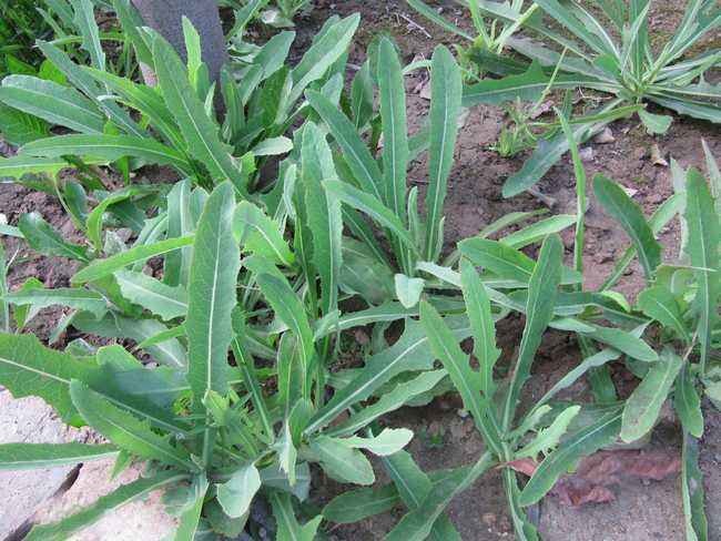 农村一种常见野菜,能消炎解毒,味道却发苦,你听说过吗?