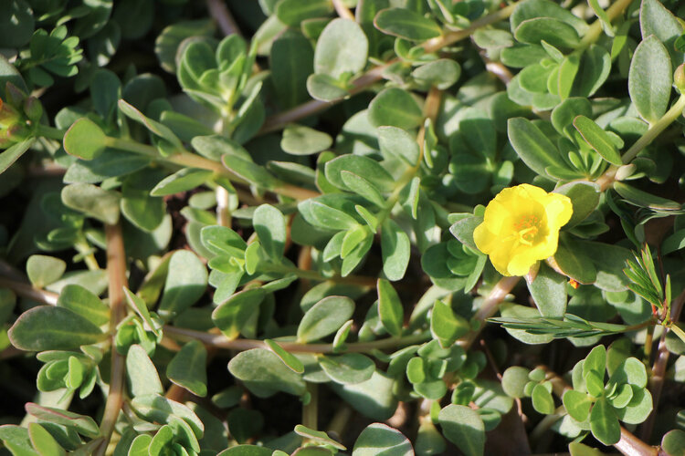 马齿苋被称为“长寿菜”，甚至能防癌？医生提醒：2类人要忌口