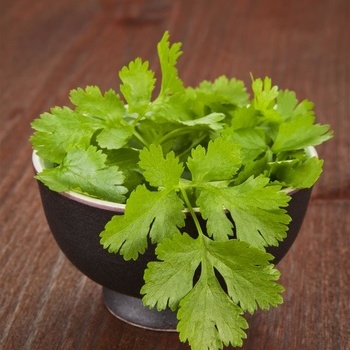 香菜温中健胃还能排毒