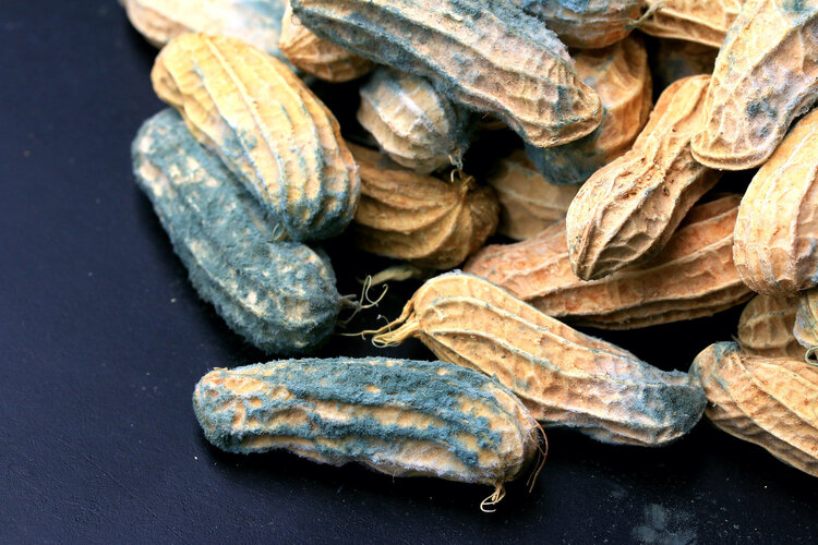 食物发霉，切掉坏的部分还能吃吗？这5类真不能吃，特伤肝肾！