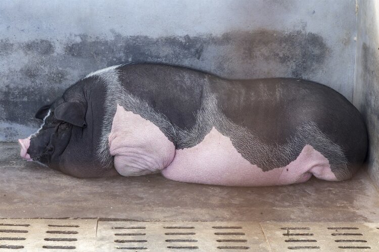 猪血、鸭血竟能造假！火锅店遭曝光，爱吃动物血的人注意了